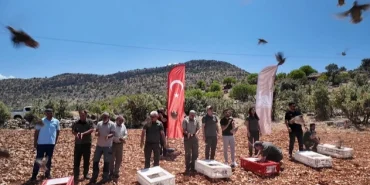 Mardin’de doğaya 300 kınalı keklik salındı