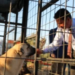 Muğla Büyükşehir'den 3 bin 779 can dosta yeni yuva