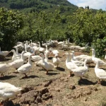 Ordu’da alım garantili kaz yetiştiriciliği üreticiye güven veriyor
