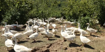 Ordu’da alım garantili kaz yetiştiriciliği üreticiye güven veriyor