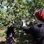 Ordu'da 'Fındık Dalda' projesine rekor başvuru